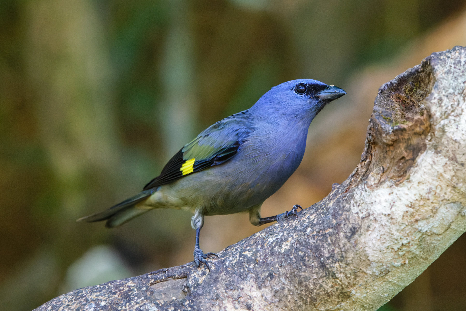 Yellow-winged Tanager (image by Leo Garrigues)