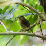 Yellowish Flycatcher (image by Leo Garrigues)