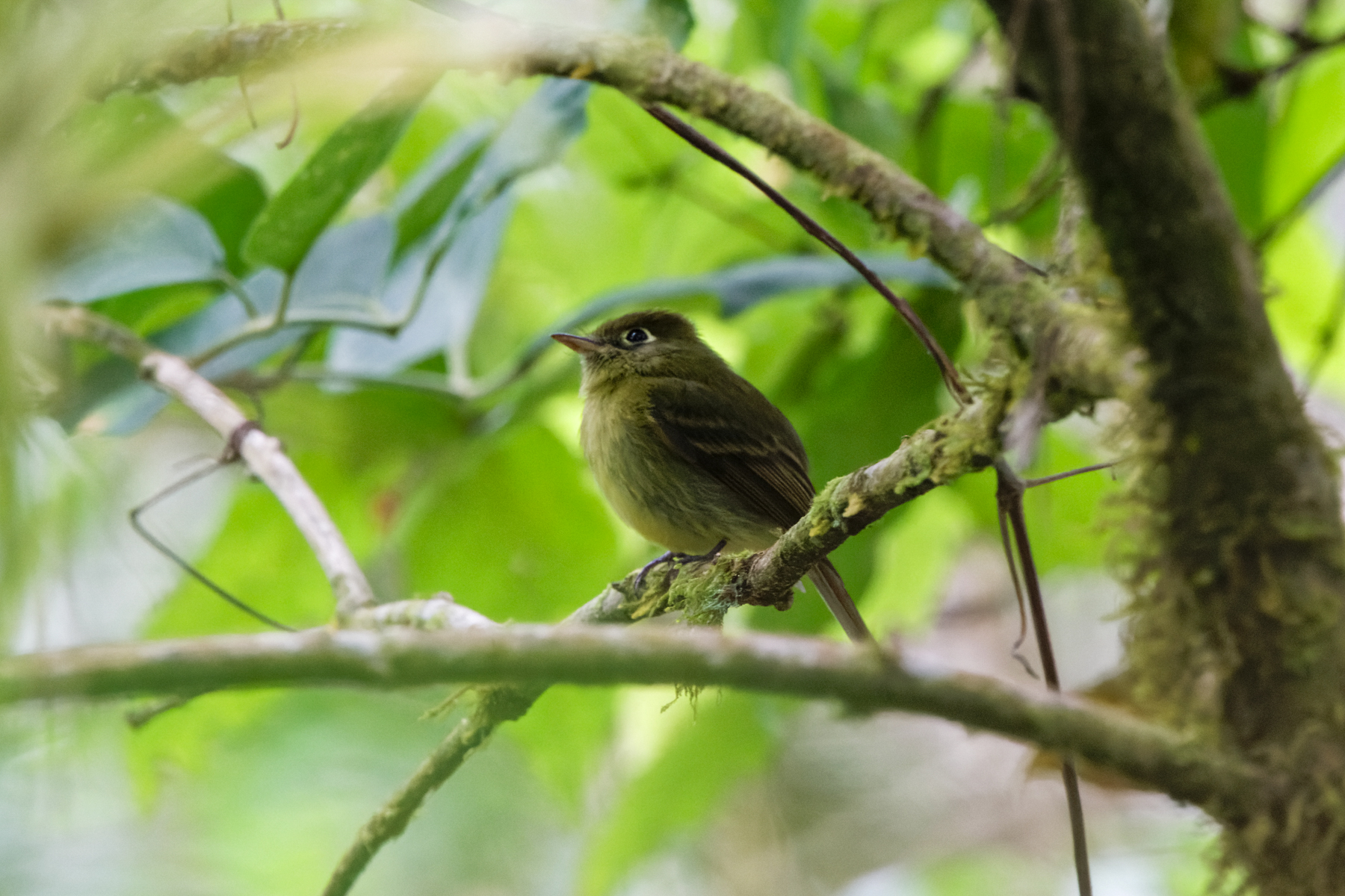Yellowish Flycatcher (image by Leo Garrigues)