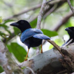 Yucatan Jay (image by Leo Garrigues)
