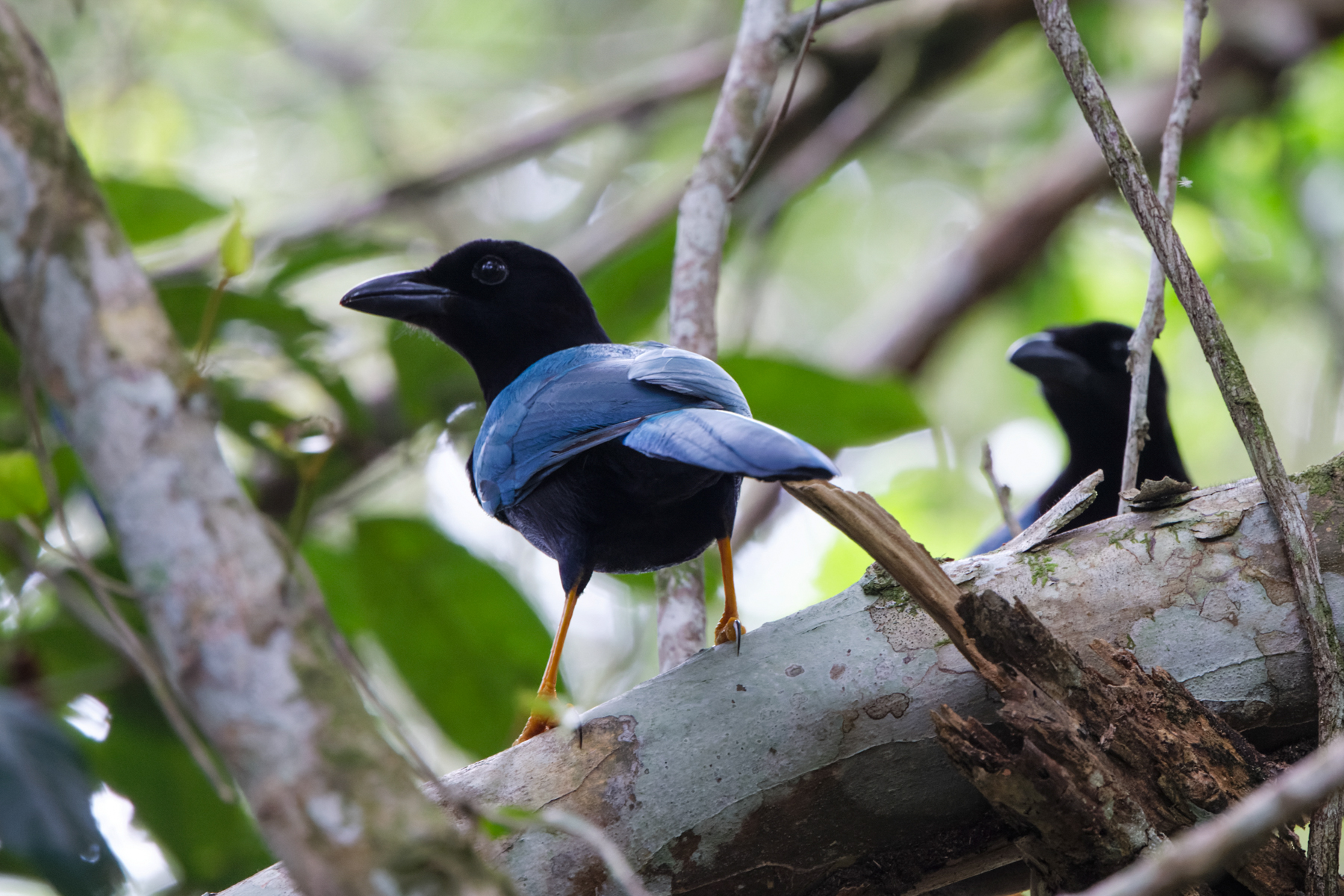 Yucatan Jay (image by Leo Garrigues)