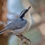 Yunnan Nuthatch (image by Pete Morris)