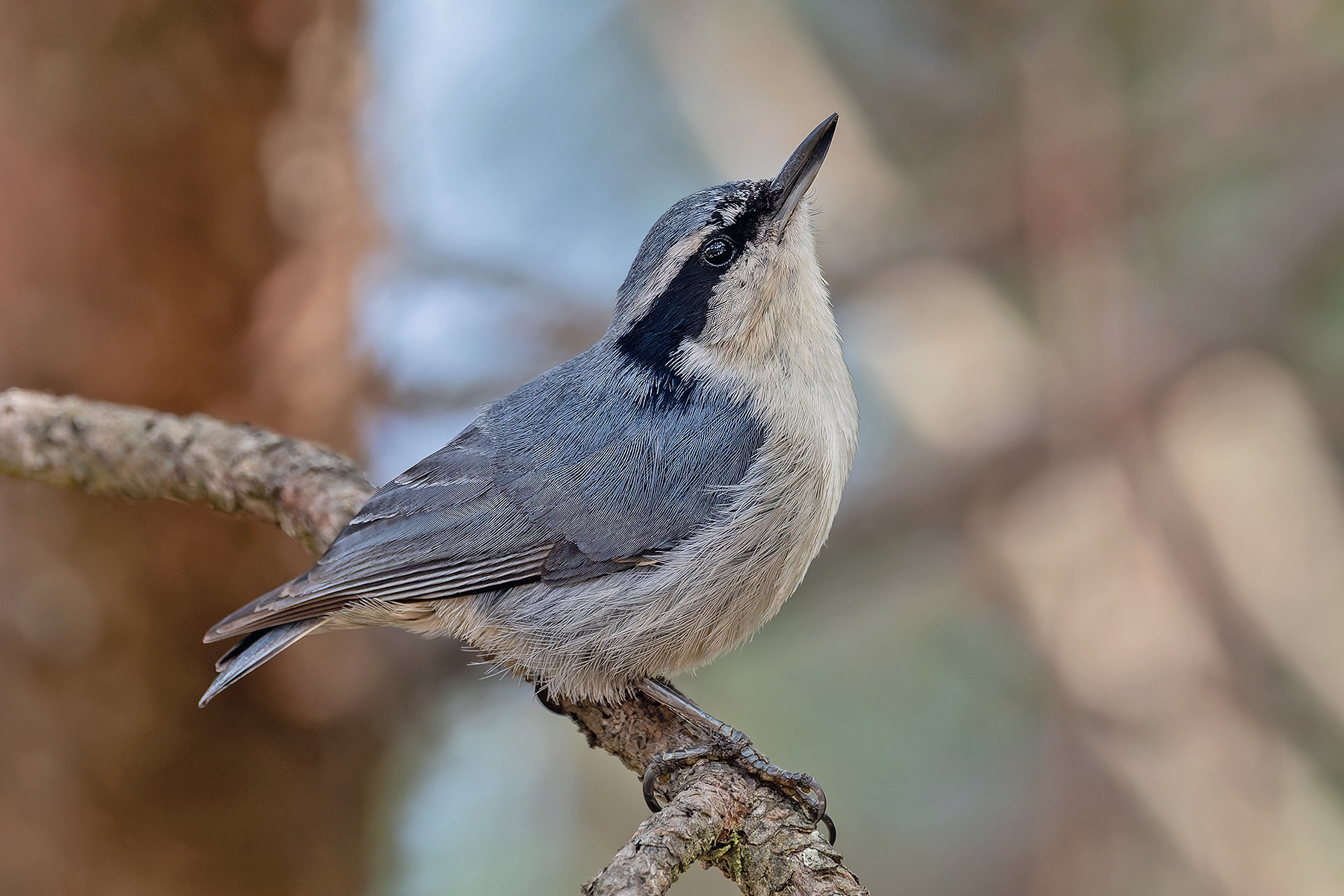 Yunnan Nuthatch (image by Pete Morris)