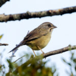 Zapata Sparrow (nominate) (image by Leo Garrigues)