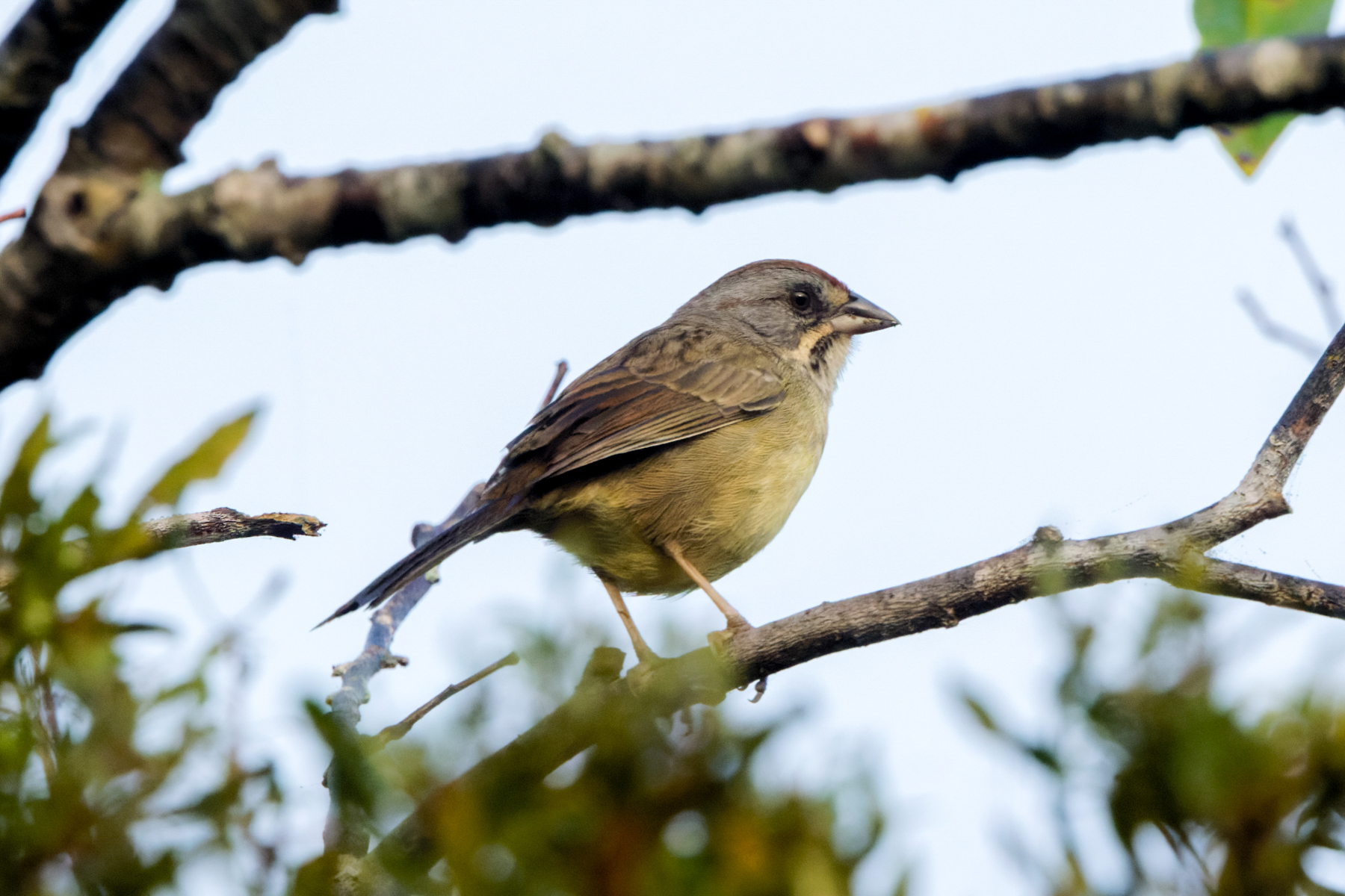 Zapata Sparrow (nominate) (image by Leo Garrigues)
