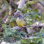 Zapata Sparrow (varonai) (image by Leo Garrigues)