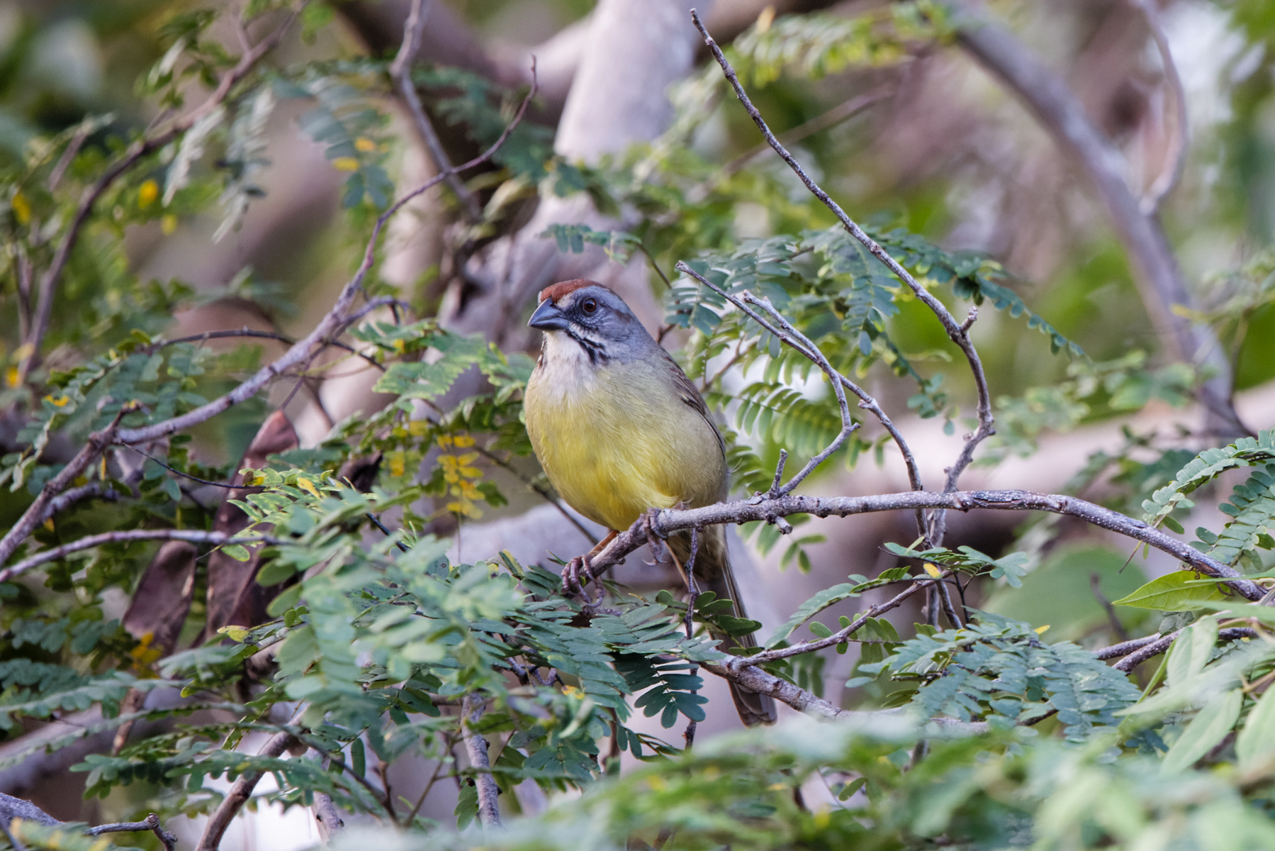 Zapata Sparrow (varonai) (image by Leo Garrigues)