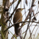 Zapata Wren (image by Leo Garrigues)