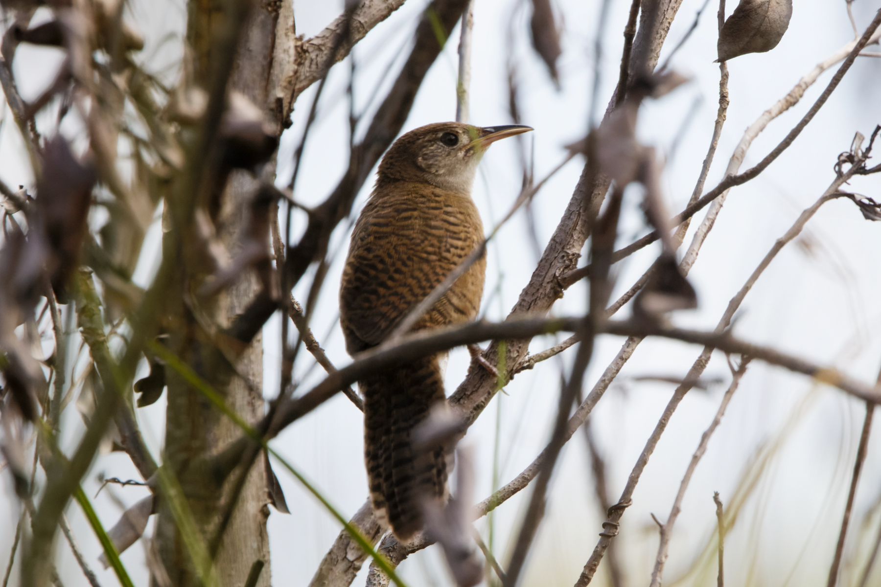 Zapata Wren (image by Leo Garrigues)