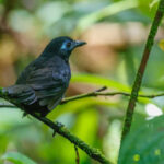 Zeledon's Antbird (image by Antonio Cortizo)