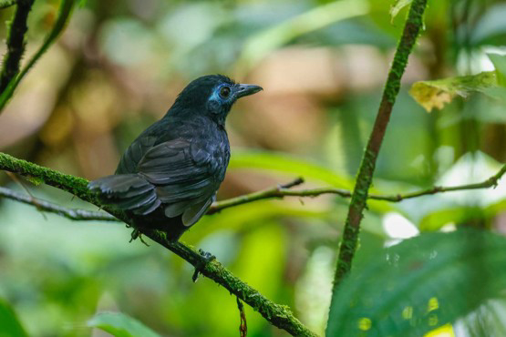 Zeledon's Antbird (image by Antonio Cortizo)