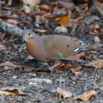 Zenaida Dove (image by Leo Garrigues)