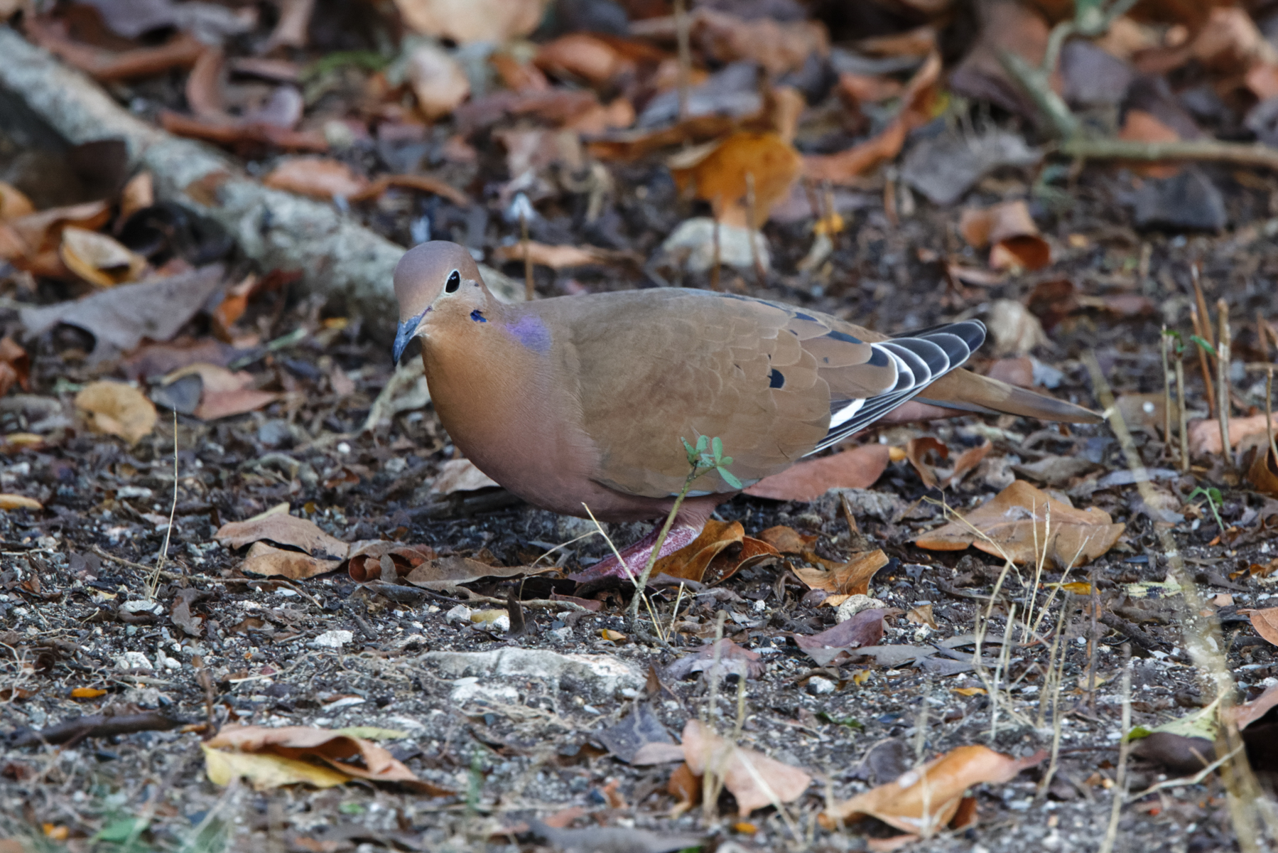 Zenaida Dove (image by Leo Garrigues)