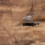 Zone-tailed Hawk (image by Mike Watson)