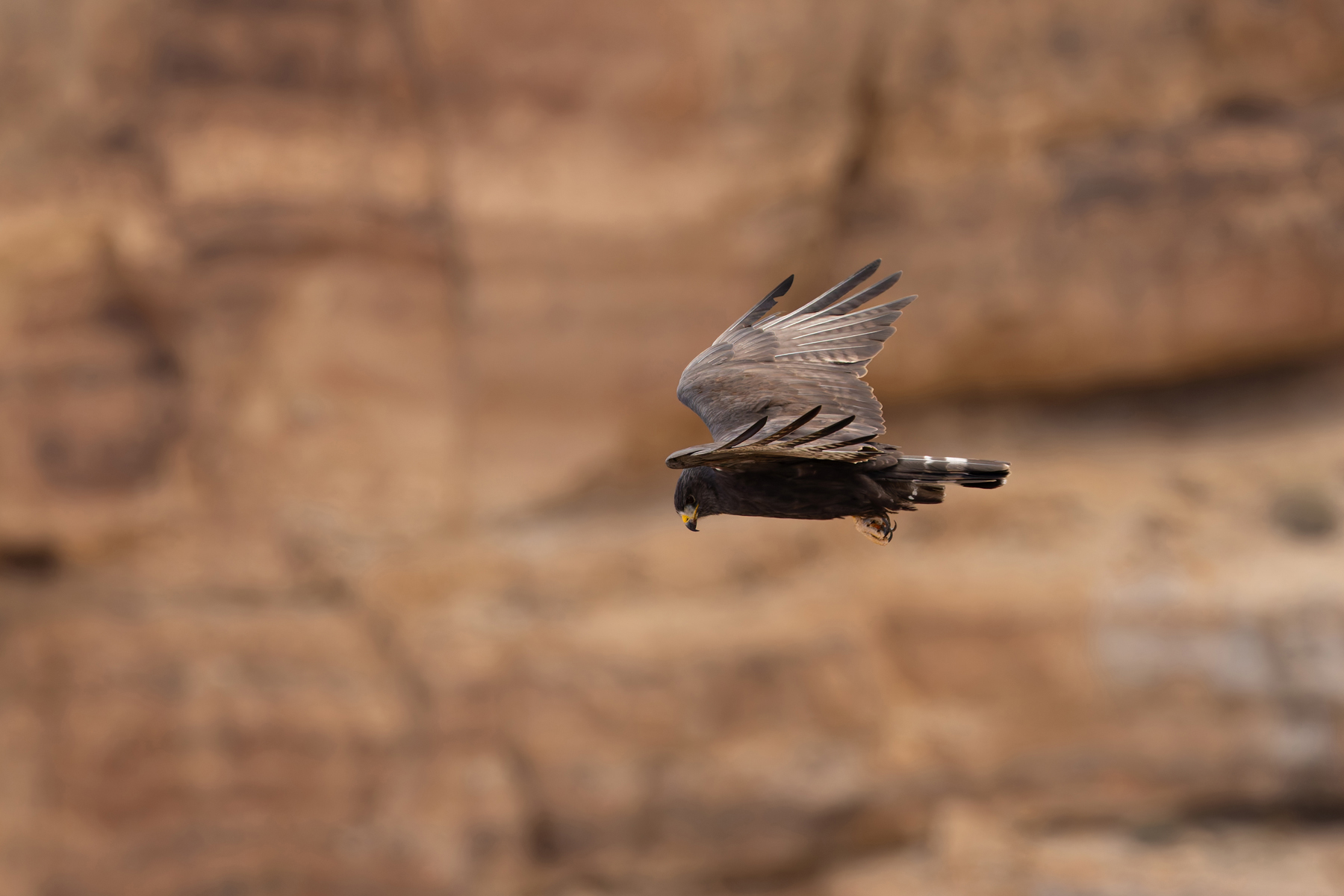 Zone-tailed Hawk (image by Mike Watson)