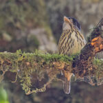 African Broadbill (image by Pete Morris)