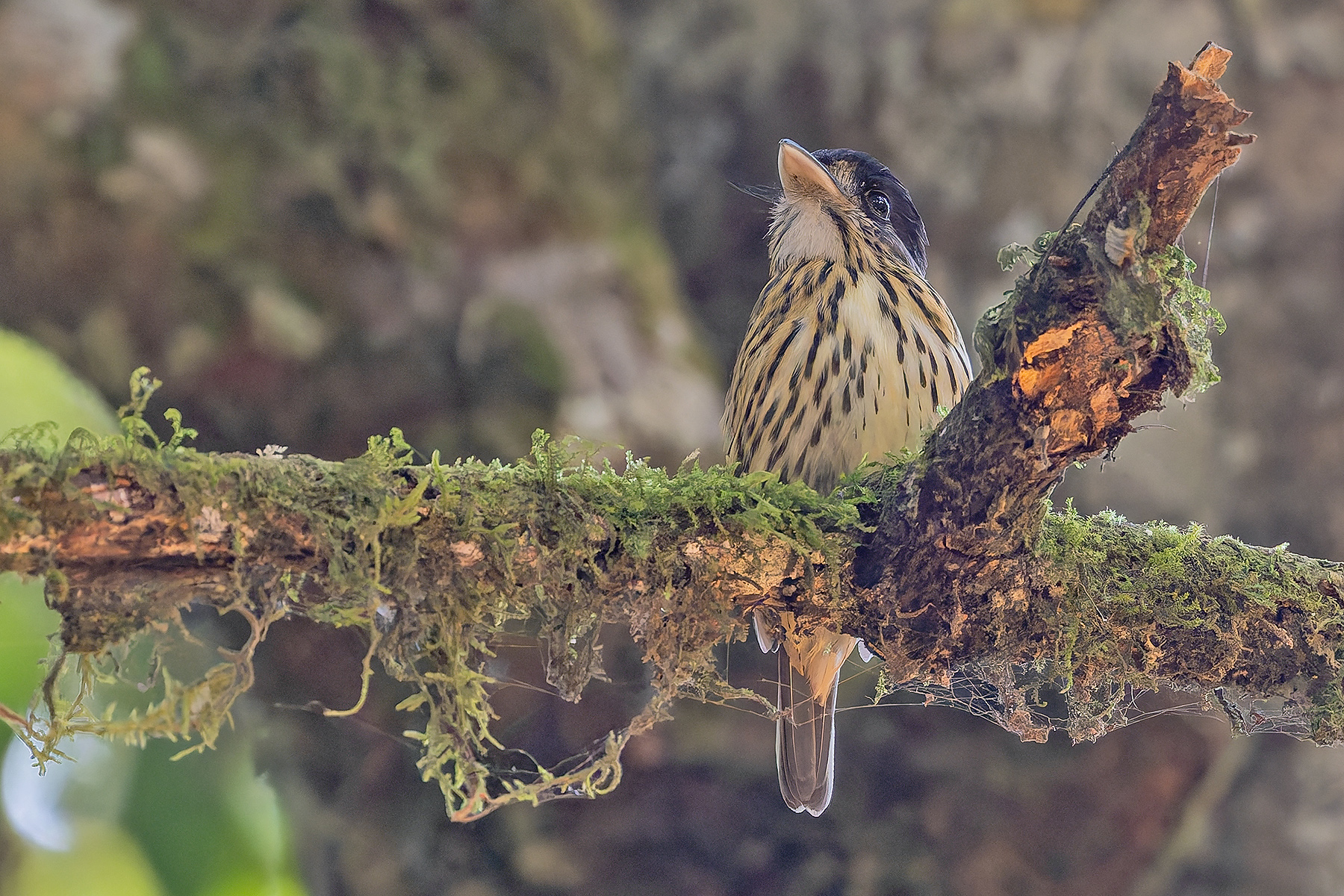 African Broadbill (image by Pete Morris)