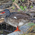 African Finfoot (image by Pete Morris)