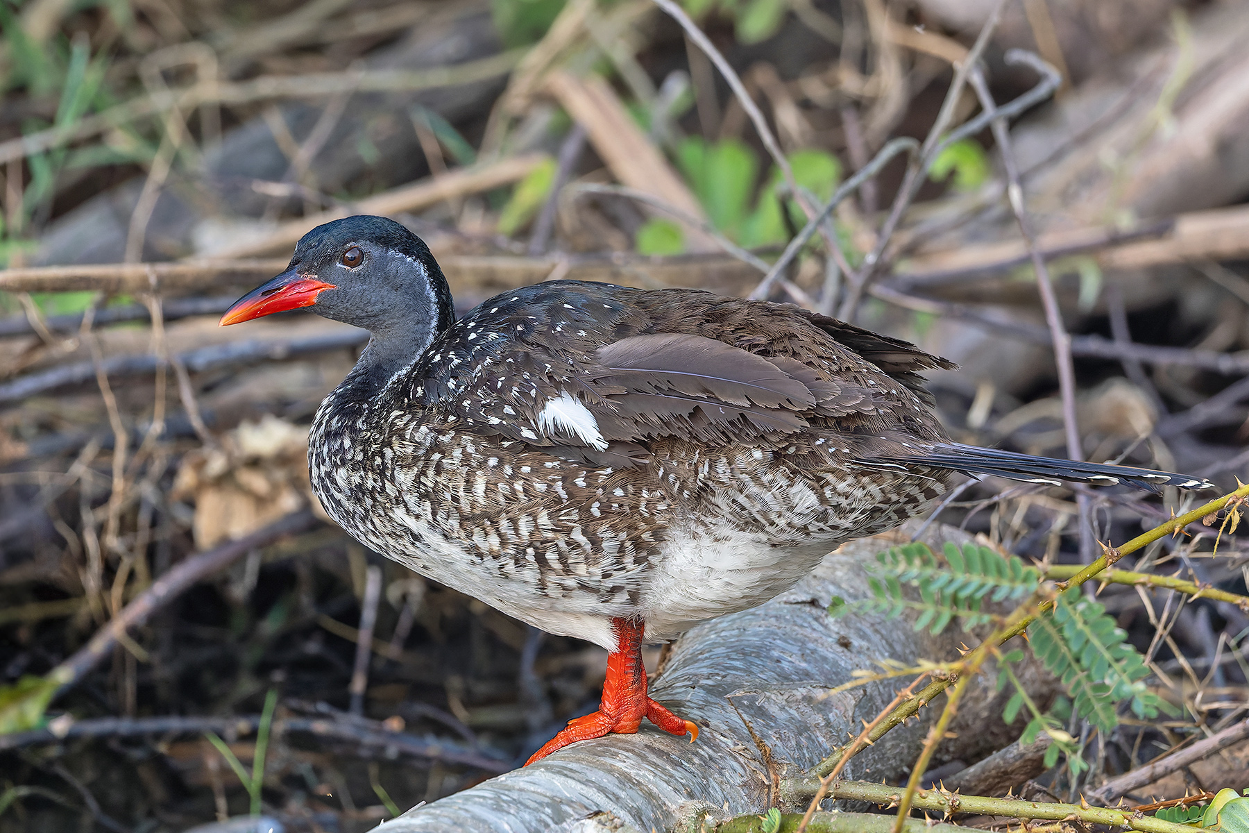 African Finfoot (image by Pete Morris)