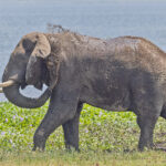 African Savanna Elephant (image by Pete Morris)