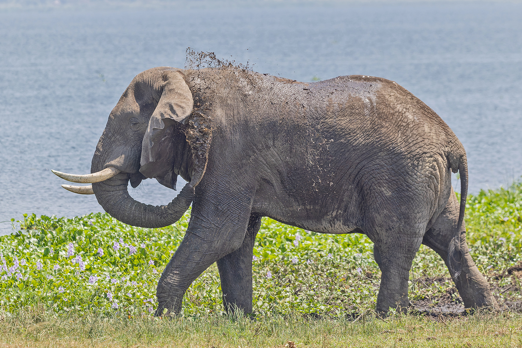 African Savanna Elephant (image by Pete Morris)