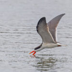 African Skimmer (image by Pete Morris)
