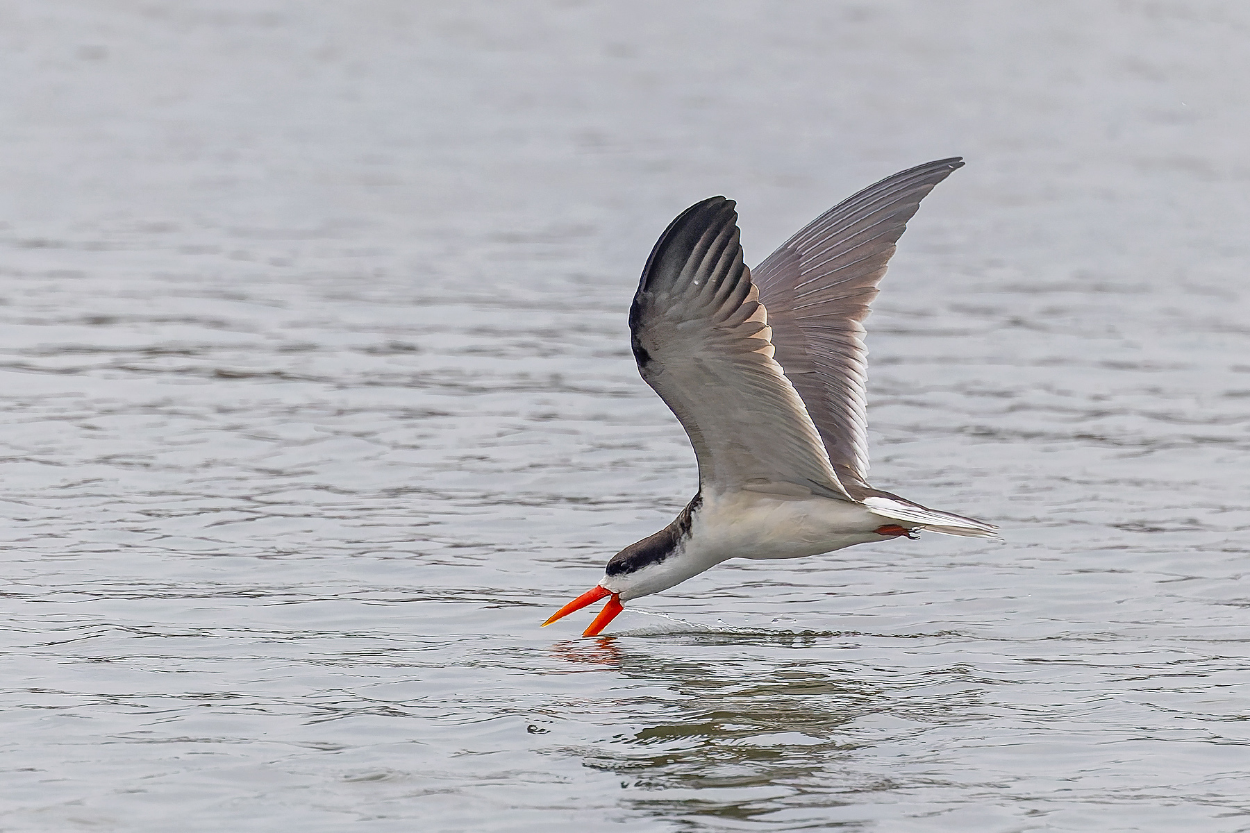 African Skimmer (image by Pete Morris)
