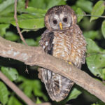 African Wood Owl (image by Pete Morris)