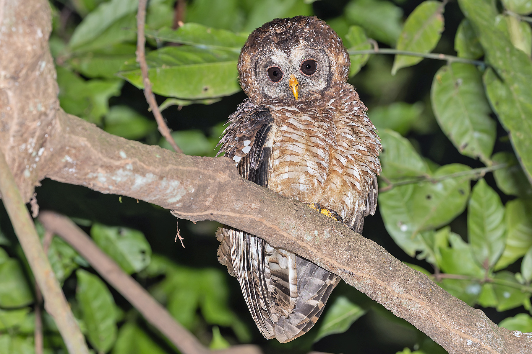 African Wood Owl (image by Pete Morris)