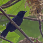 Albertine Rift Boubou (image by Pete Morris)