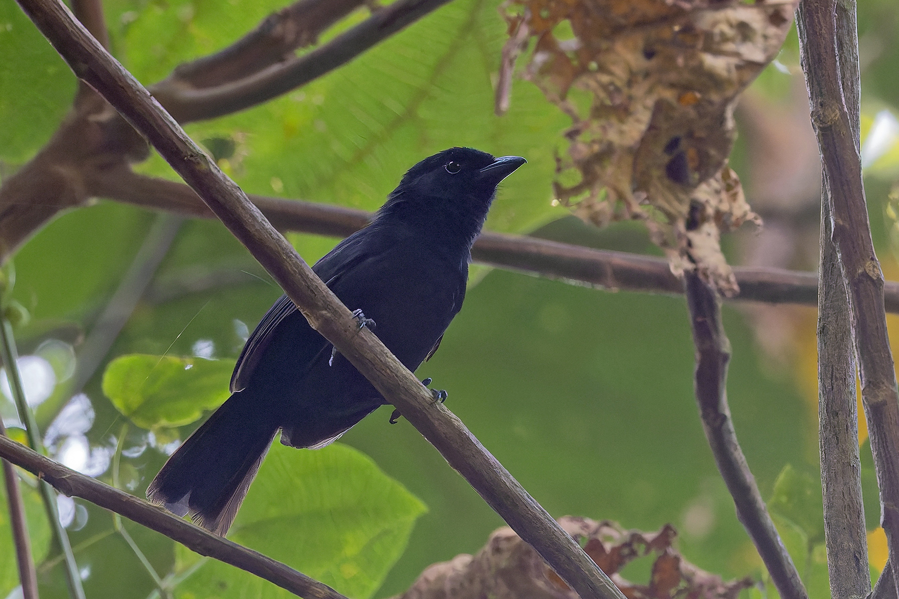 Albertine Rift Boubou (image by Pete Morris)