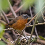 Archer's Ground Robin (image by Pete Morris)