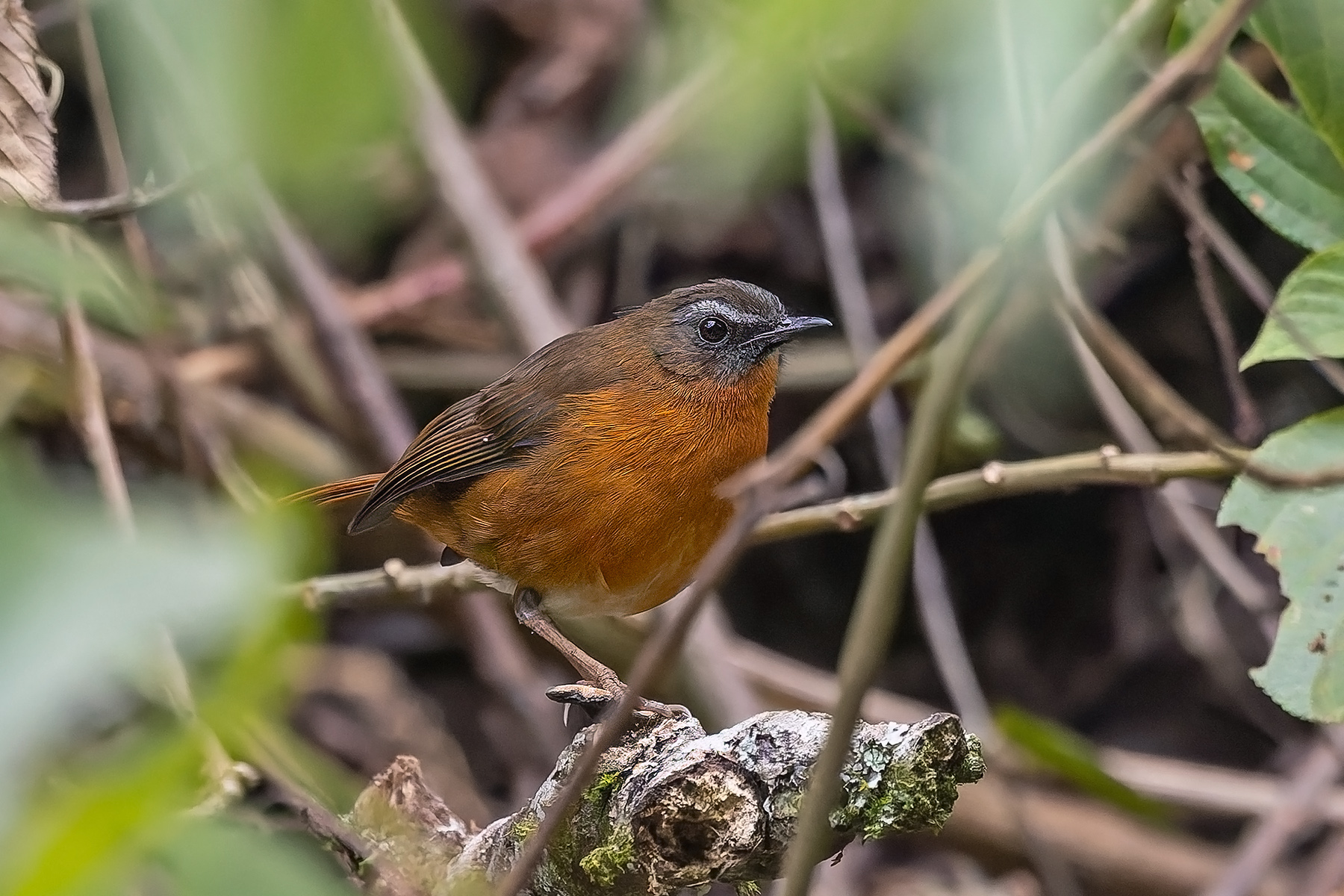 Archer's Ground Robin (image by Pete Morris)