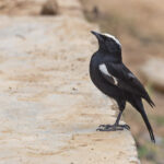 Arnot's Chat (Ruaha) (image by Pete Morris)