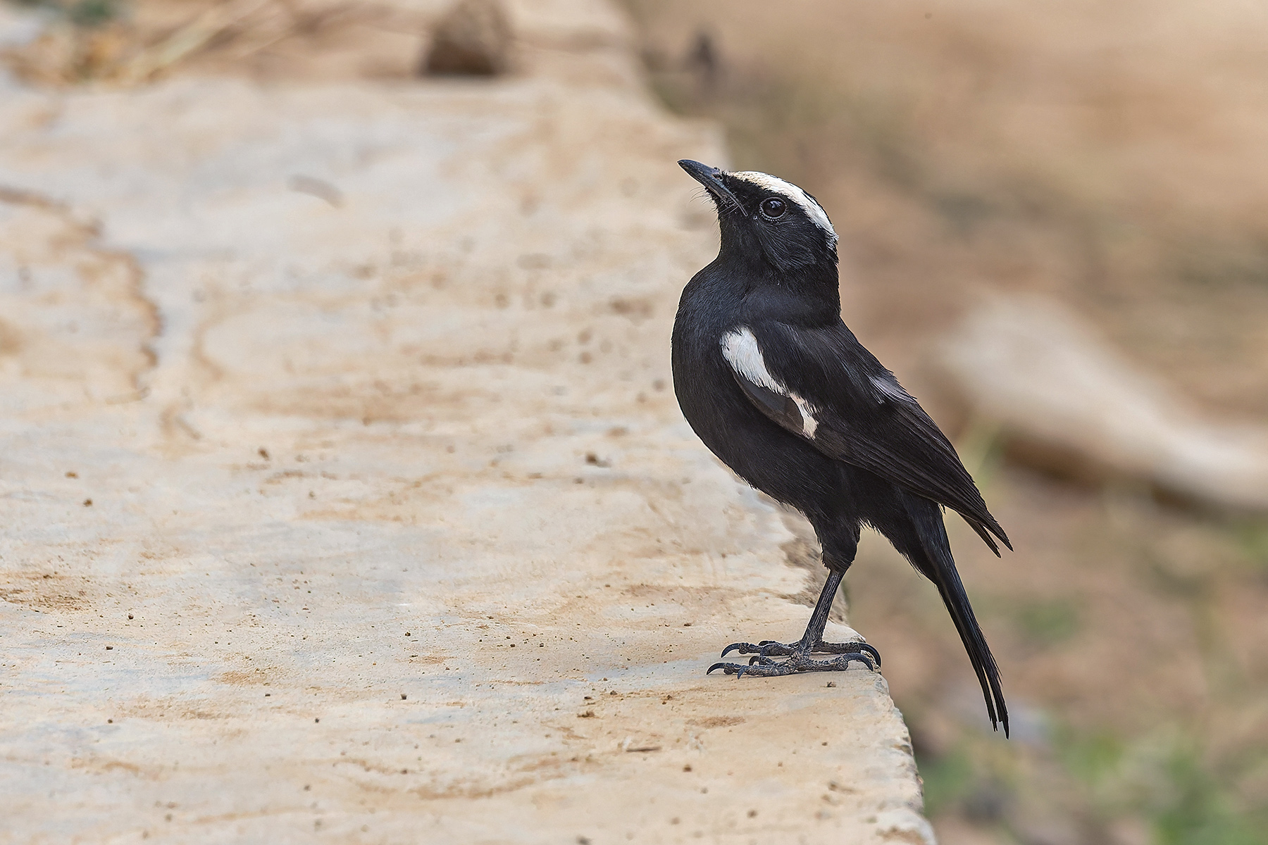 Arnot's Chat (Ruaha) (image by Pete Morris)