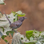 Banded Prinia (image by Pete Morris)