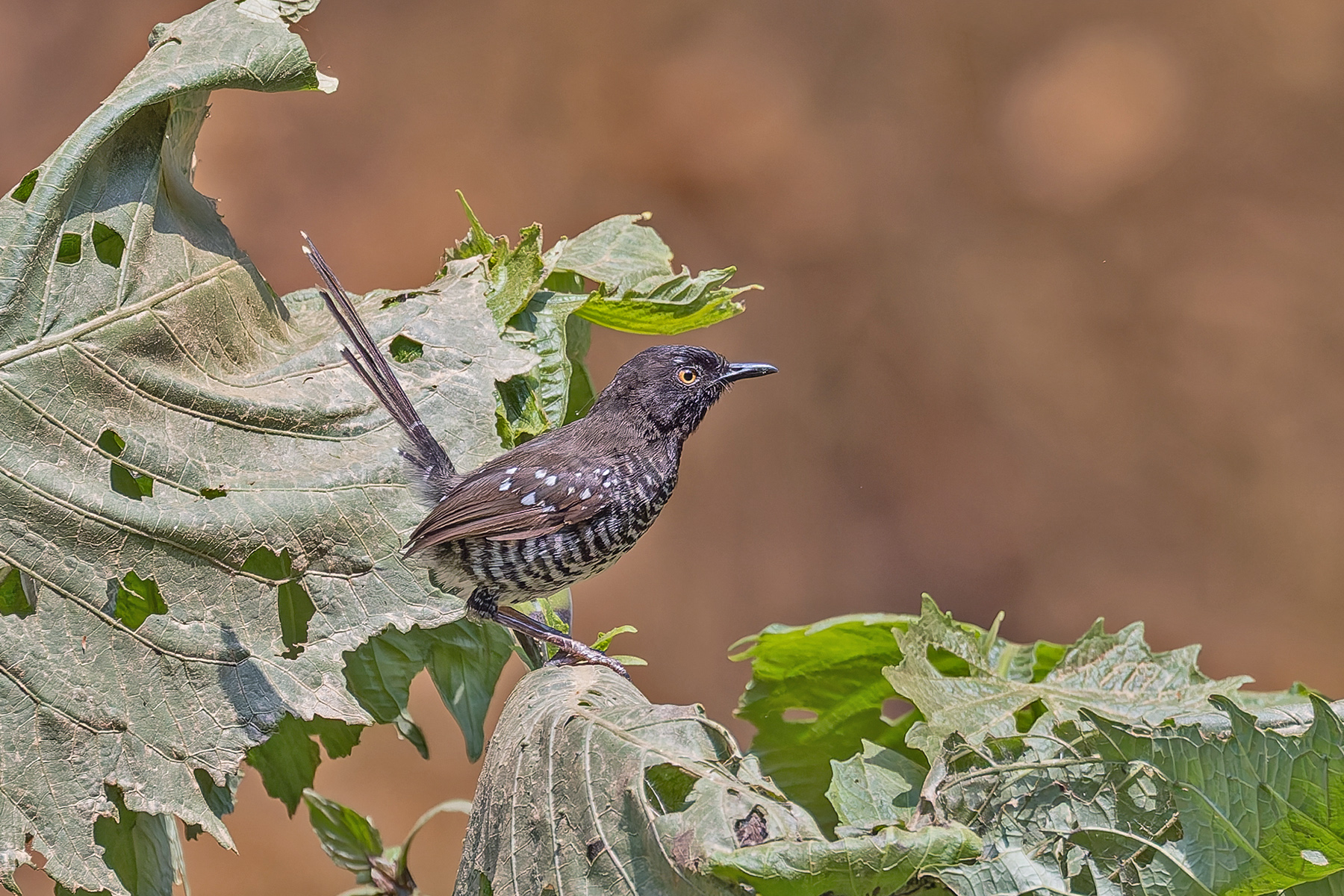 Banded Prinia (image by Pete Morris)