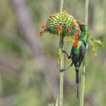 Beautiful Sunbird (image by Pete Morris)