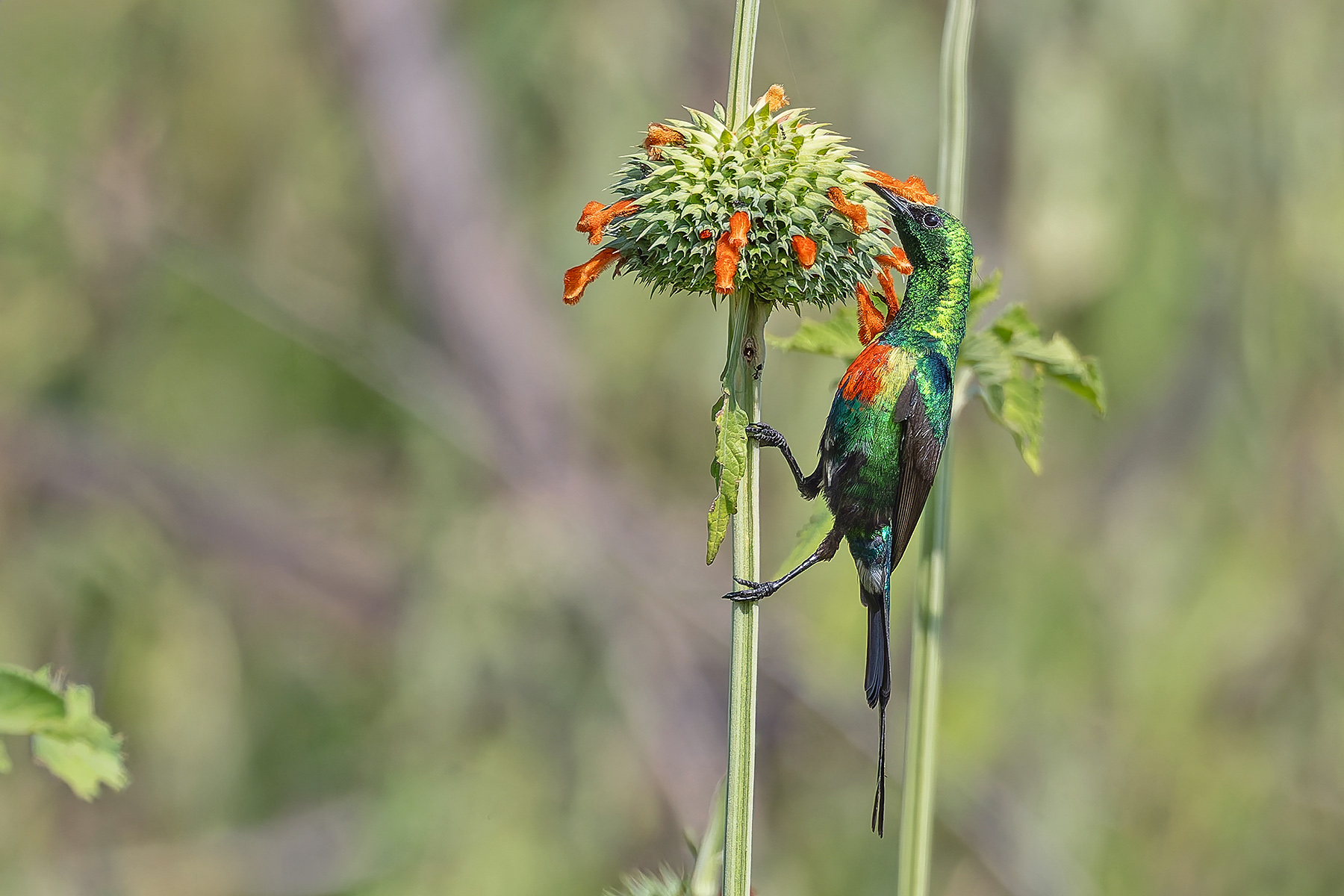 Beautiful Sunbird (image by Pete Morris)