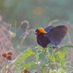Black Bishop (image by Pete Morris)