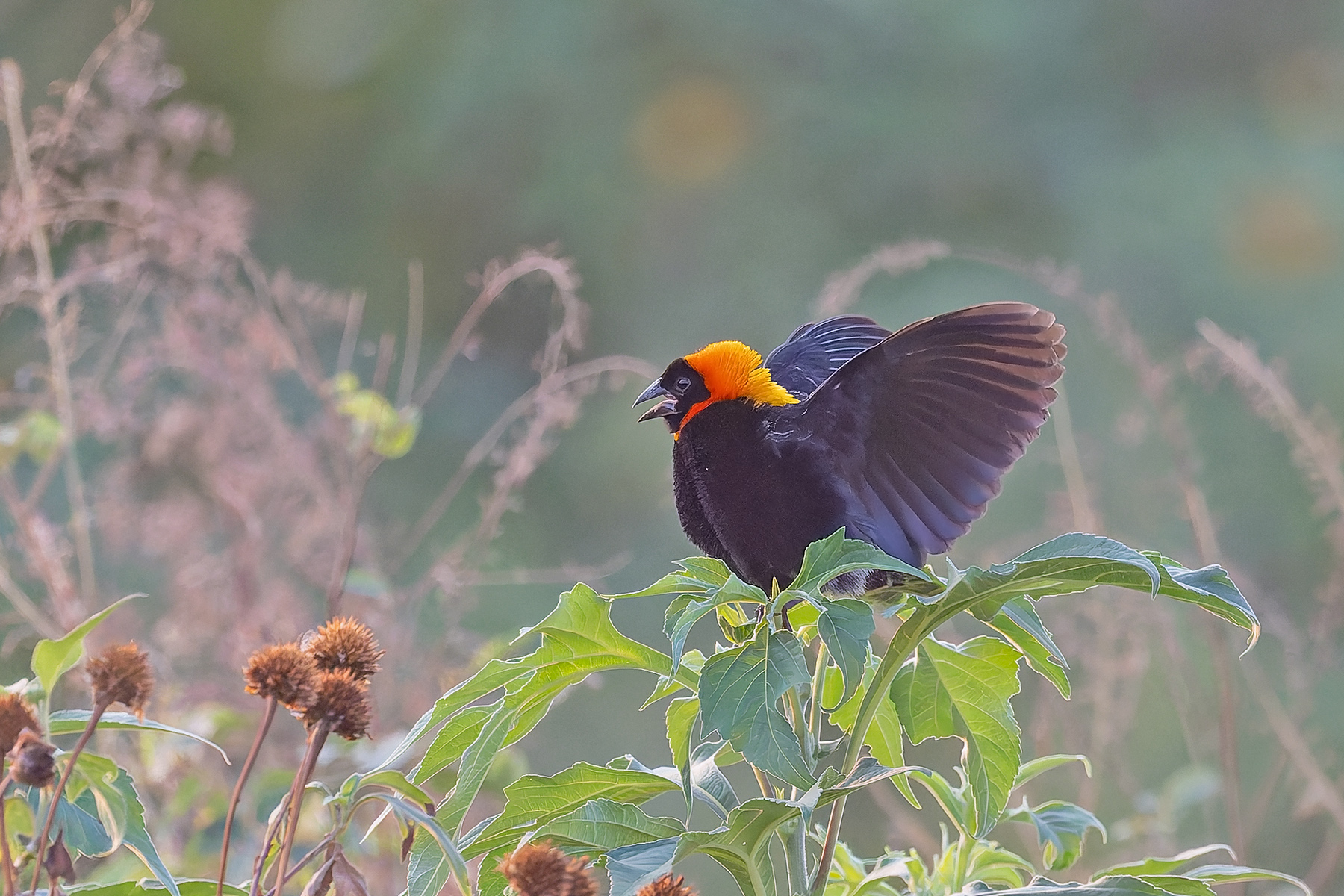 Black Bishop (image by Pete Morris)