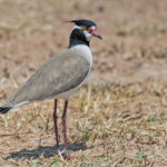 Black-headed Lapwing (image by Pete Morris)