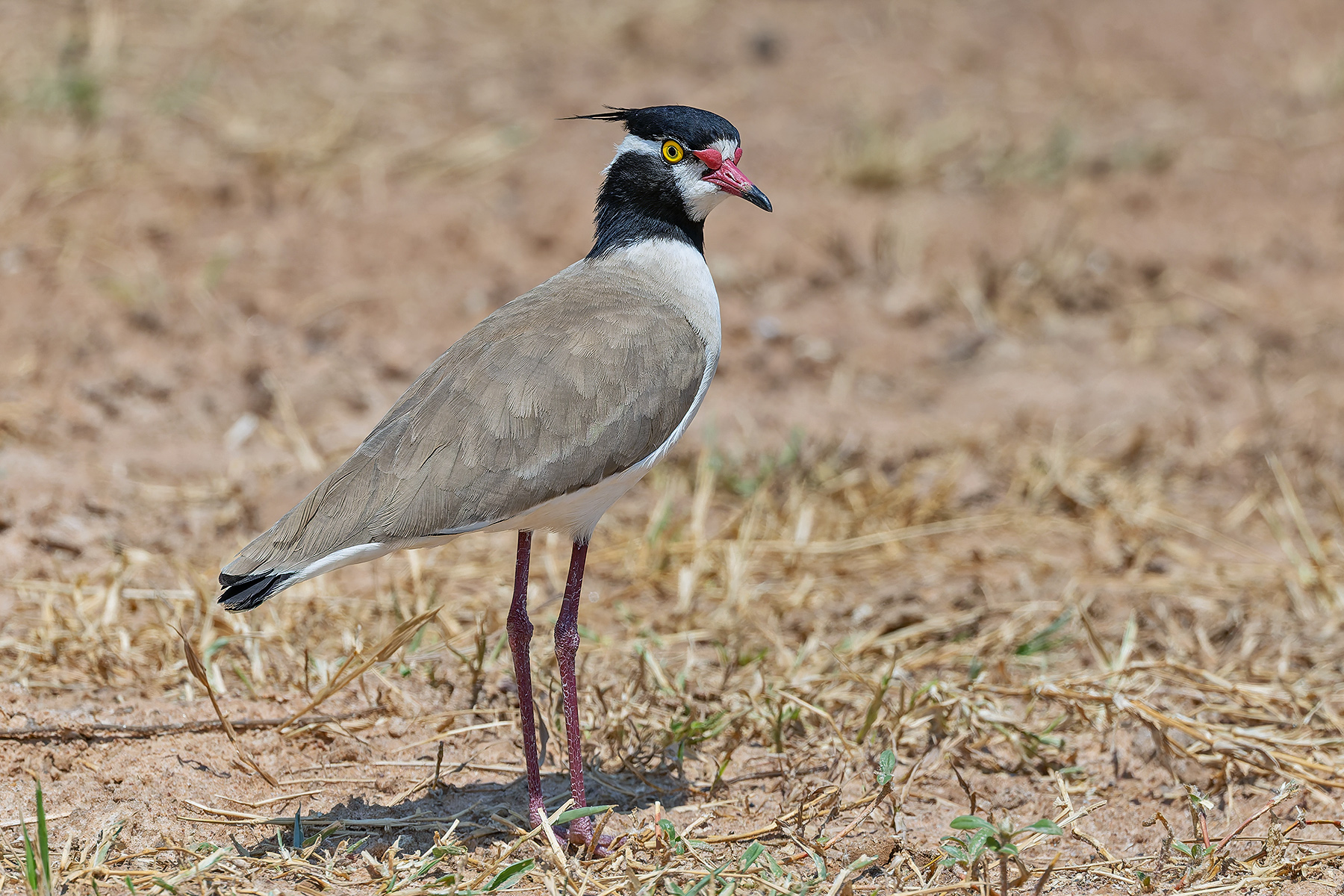 Black-headed Lapwing (image by Pete Morris)