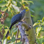 Blue Malkoha (image by Pete Morris)