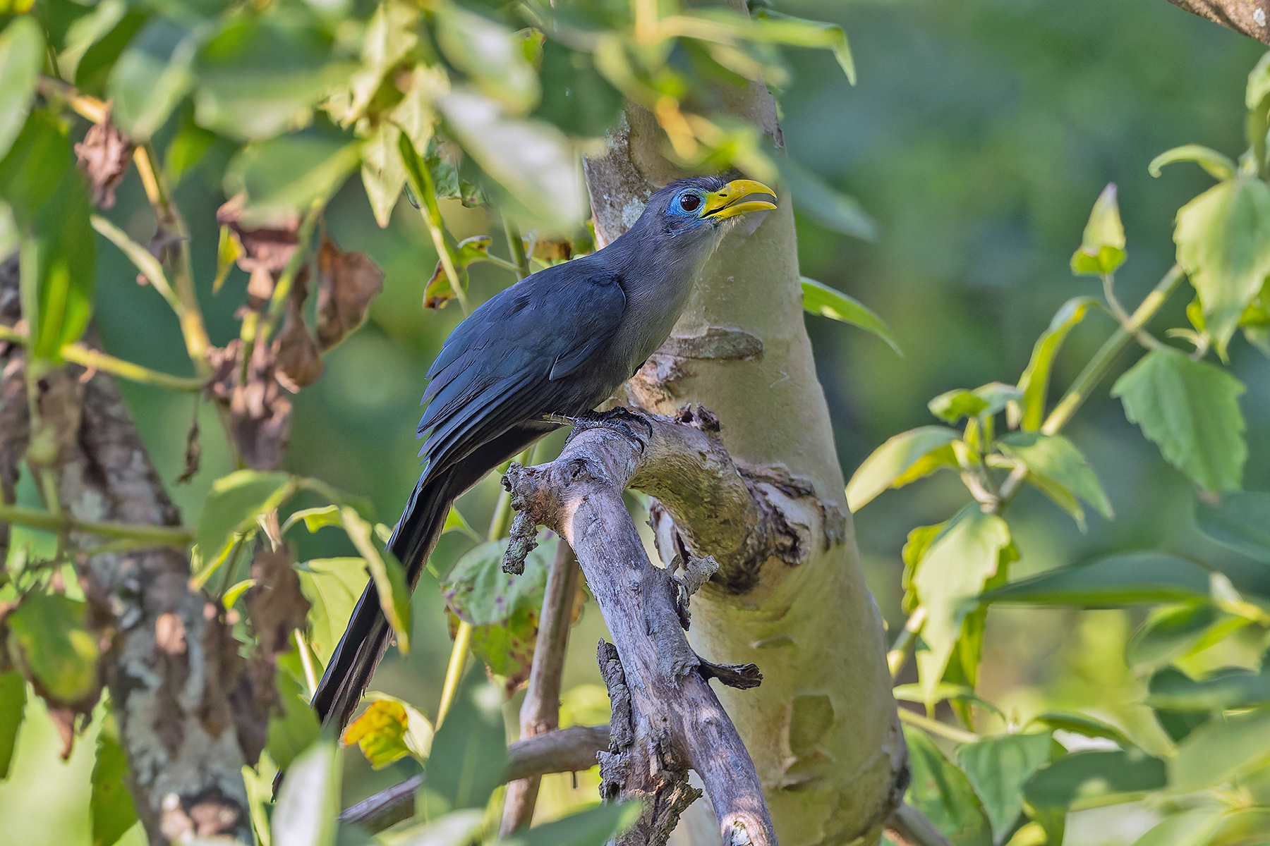 Blue Malkoha (image by Pete Morris)