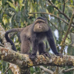 Blue Monkey (image by Pete Morris)