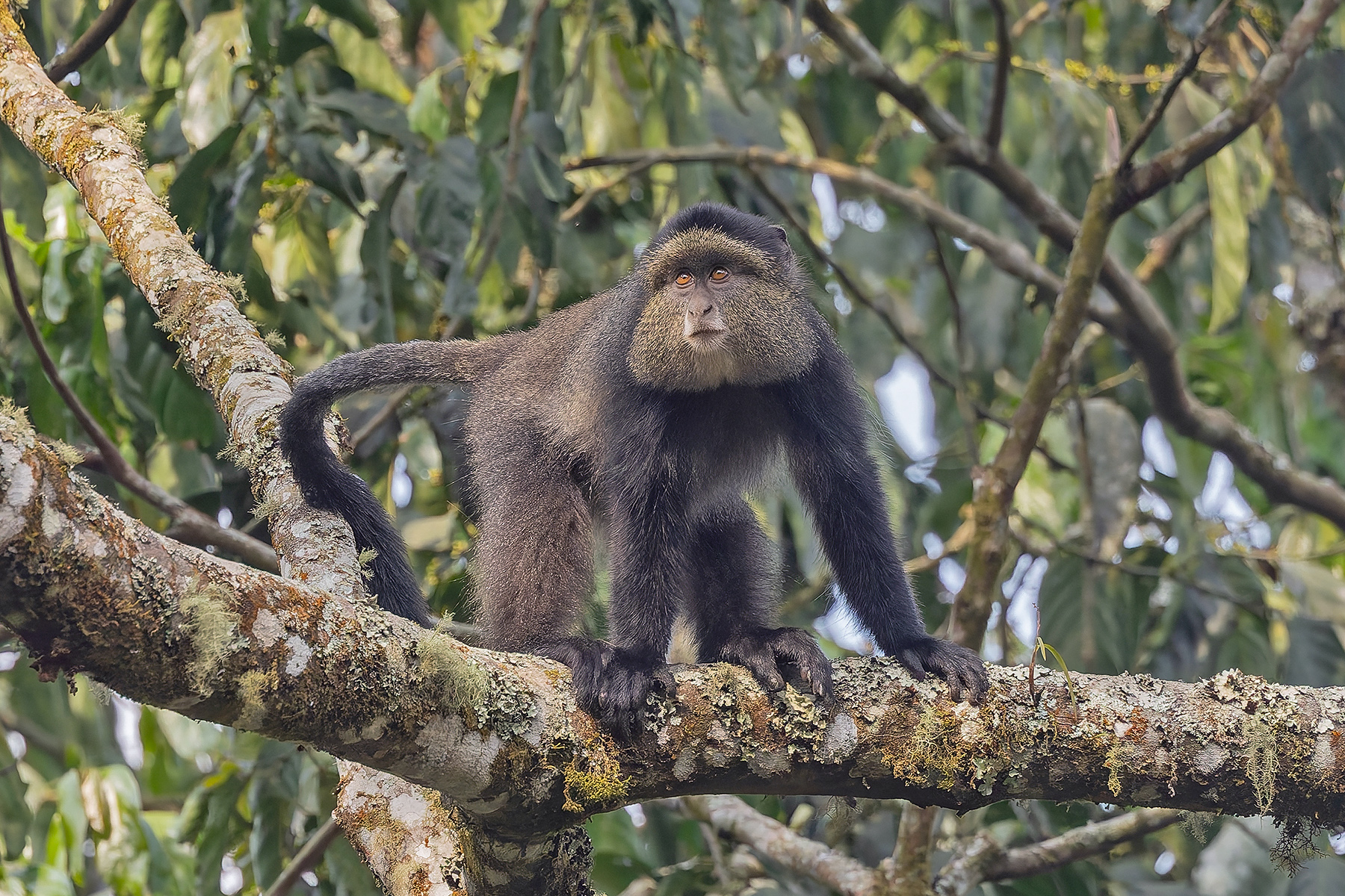 Blue Monkey (image by Pete Morris)