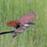 Blue-headed Coucal (image by Pete Morris)