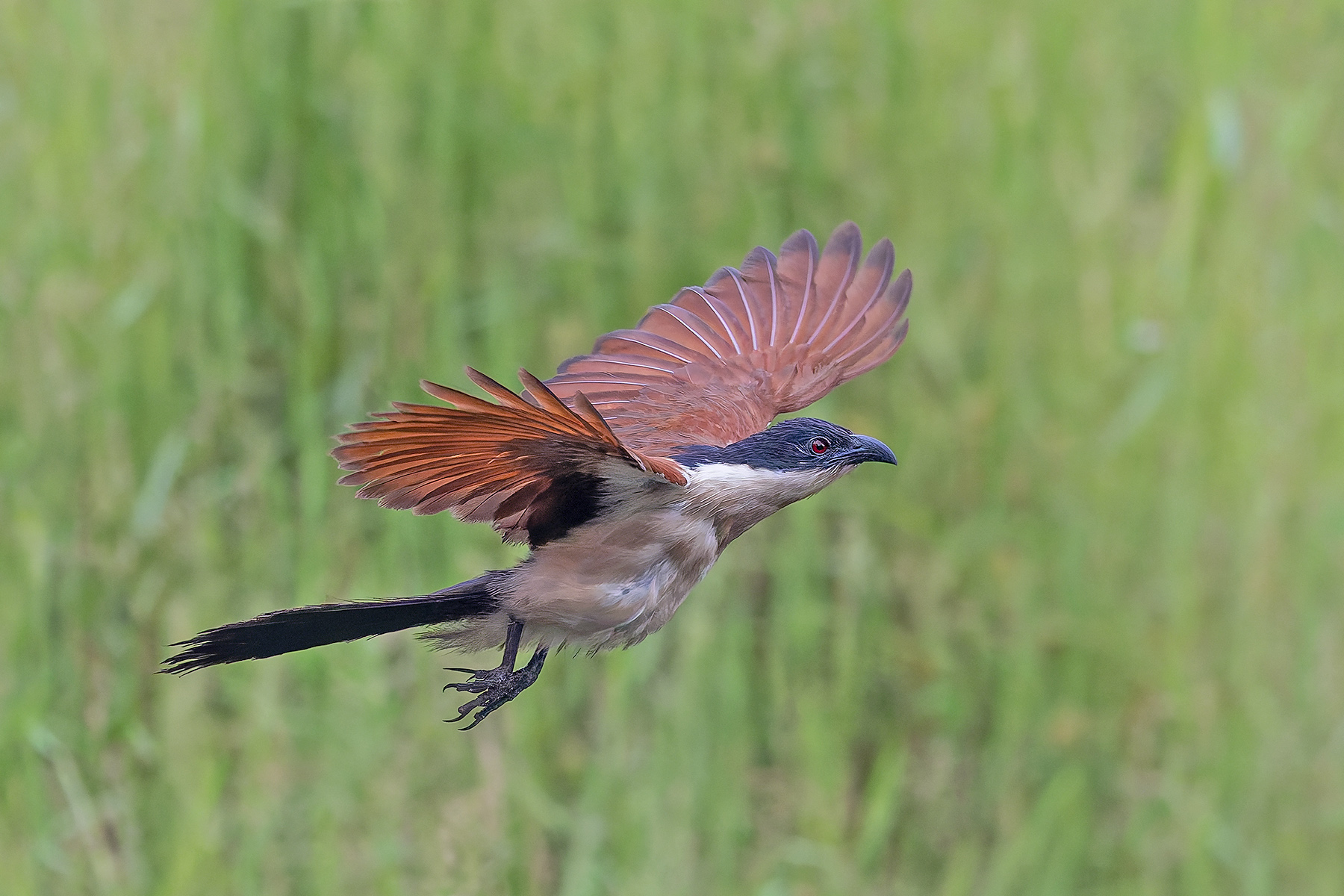 Blue-headed Coucal (image by Pete Morris)