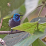 Blue-headed Sunbird (image by Pete Morris)